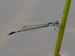 Agriocnemis forcipata