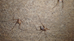 Hadenoecus subterraneus