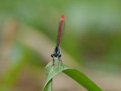 Agriocnemis
