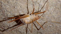 Hadenoecus subterraneus