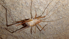 Hadenoecus subterraneus