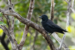 Corvus moneduloides
