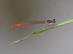 Agriocnemis