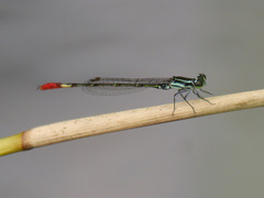 Agriocnemis forcipata