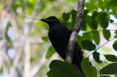 Corvus moneduloides