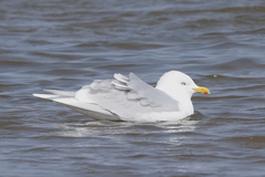 Larus glaucoides glaucoides