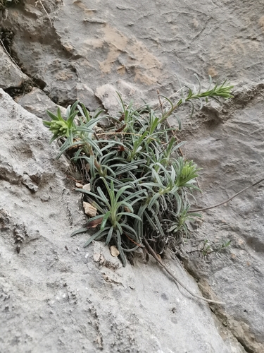 Image of Onosma echioides by (c) Ljaž, some rights reserved (CC BY)