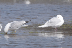 Larus glaucoides glaucoides