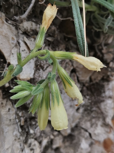 Image of Onosma echioides by (c) Ljaž, some rights reserved (CC BY)