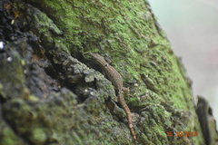 Sphaerodactylus glaucus