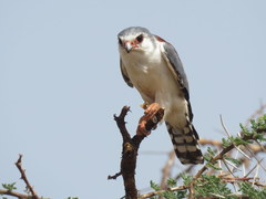 Polihierax semitorquatus