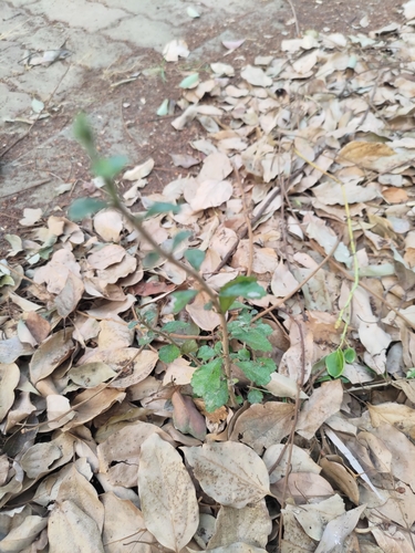 Ehretia microphylla