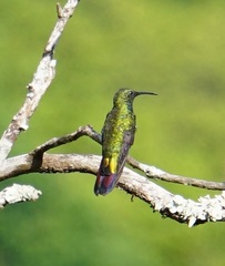 Anthracothorax dominicus