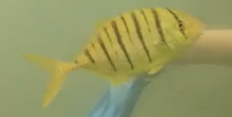 Golden Trevally (Gnathanodon speciosus) — recorded at Rock Point