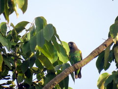Poicephalus meyeri
