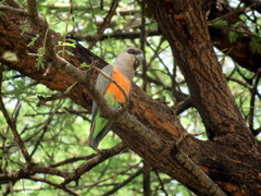 Poicephalus rufiventris