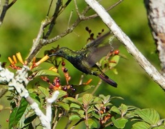 Anthracothorax dominicus