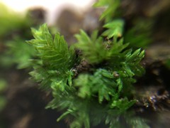 Fissidens osmundioides