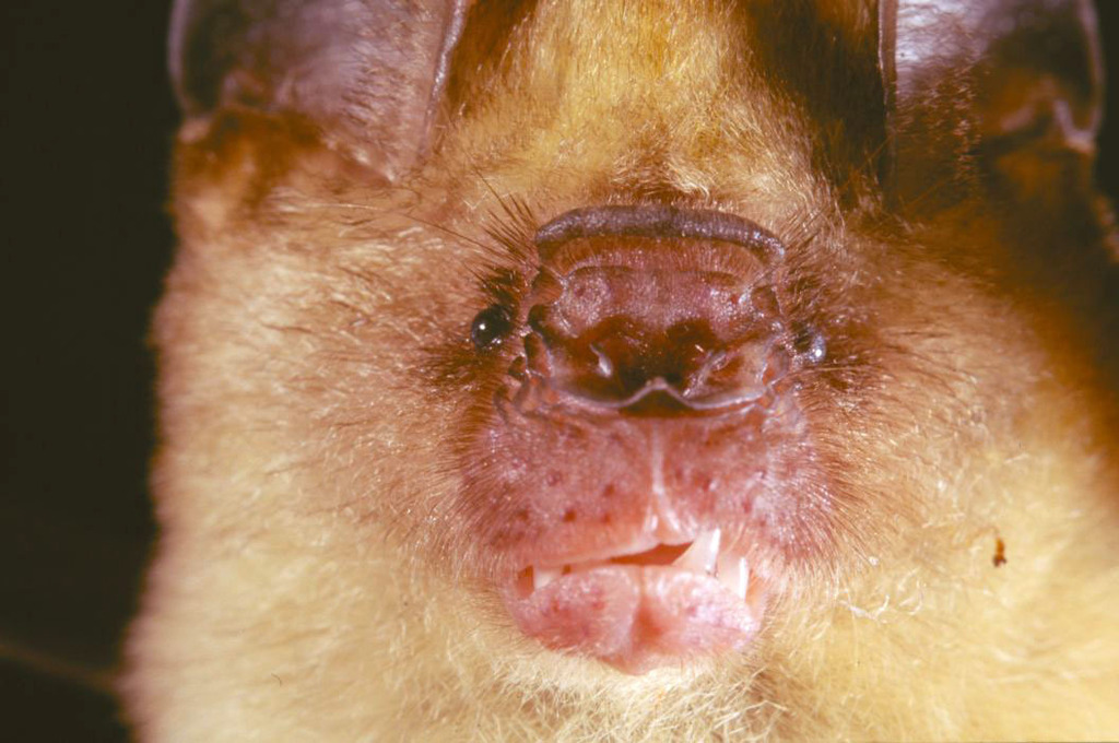 Aba Leaf-Nosed Bat