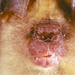 Aba Roundleaf Bat - Photo (c) Jakob Fahr, some rights reserved (CC BY-NC), uploaded by Jakob Fahr
