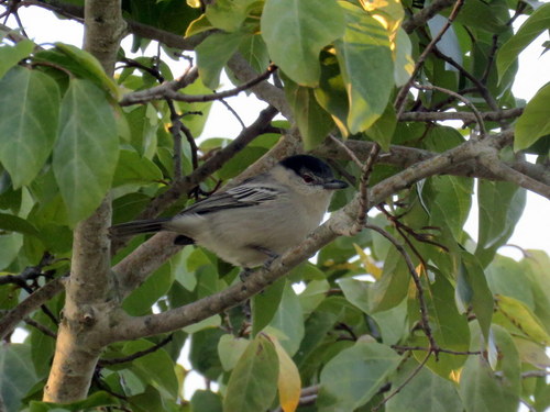 Dryoscopus cubla