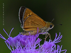 Hesperia meskei straton