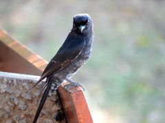 Dicrurus adsimilis fugax