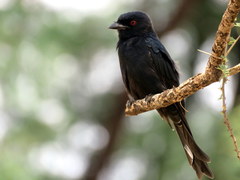 Dicrurus adsimilis fugax