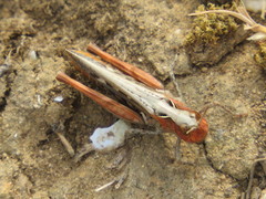 Omocestus