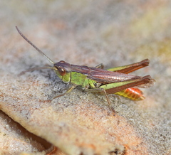Chorthippus dichrous