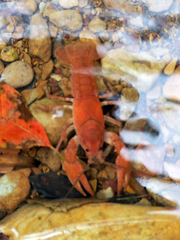 Cambarus bartonii cavatus