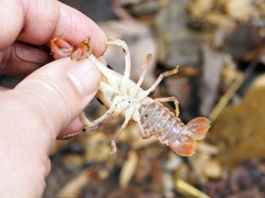 Cambarus bartonii cavatus