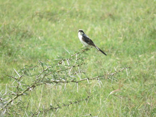 Lanius excubitoroides