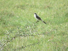 Lanius excubitoroides