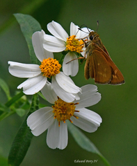 Hesperia meskei straton