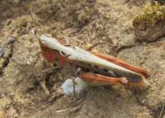 Omocestus