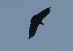 Corvus rhipidurus