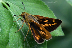 Hesperia meskei straton