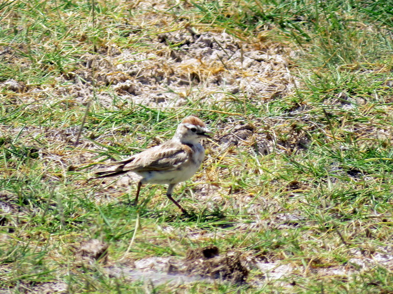 Red-capped Lark