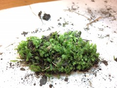 Fissidens osmundioides