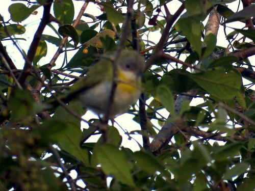 Apalis flavida