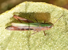 Chorthippus dichrous