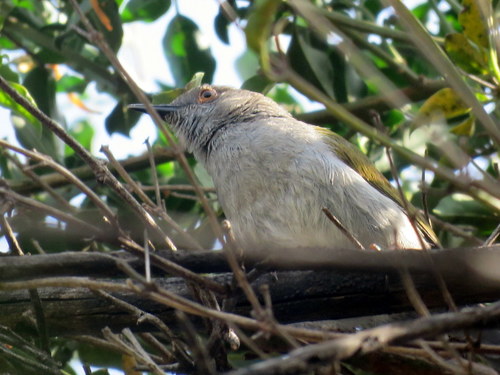 Camaroptera brachyura