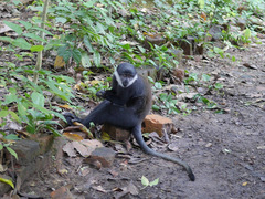 Allochrocebus lhoesti