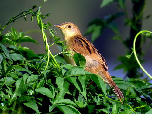 Winding Cisticola (Cisticola marginatus), photo 7