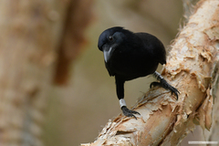 Corvus moneduloides