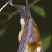 Sooty Roundleaf Bat - Photo (c) Jakob Fahr, some rights reserved (CC BY-NC), uploaded by Jakob Fahr