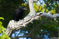 Corvus moneduloides