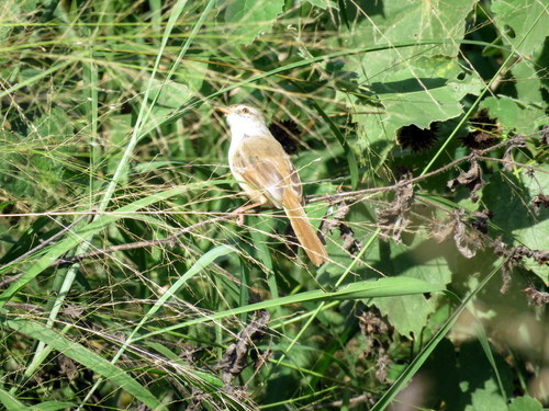 Prinia subflava