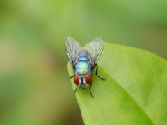 Luciliinae